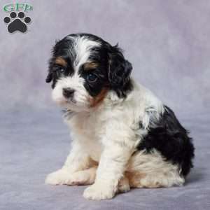 Maple, Cavapoo Puppy